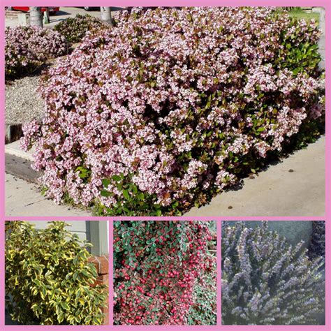 Best Evergreen Shrubs for Small Gardens - Watters Garden Center