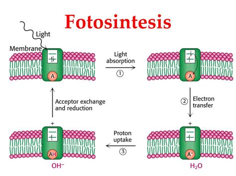 Ppt Evolusi Biokimia Powerpoint Presentation Free Download Id 5425109