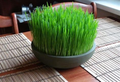 Growing Wheatgrass In Containers, Indoors Information | Agri Farming