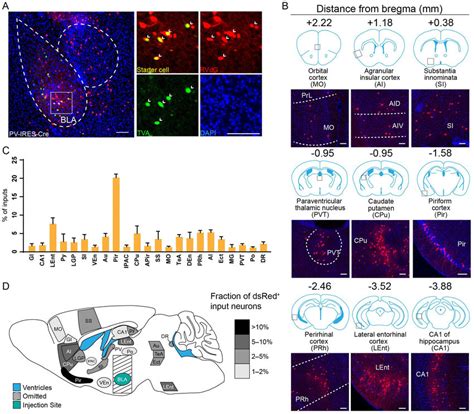 Long Range Inputs To Bla Pv Gabaergic Neurons A Representative