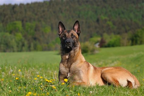 10+ Belgian Malinois Colors: All Options Explained