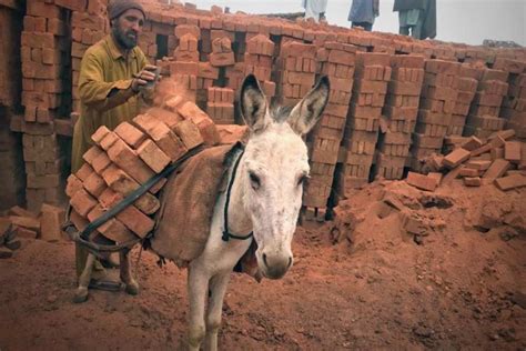 Pakistans Economic Crisis Pakistan Donkey Population Increased By