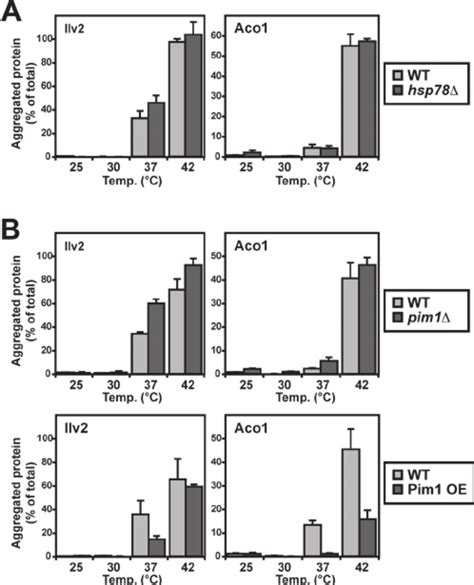 Protection From Aggregation By The Mitochondrial Hsp70 And Hsp60