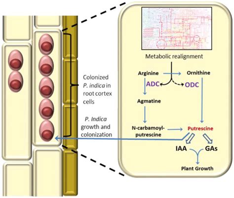 Schematic Representation Of P Indica Induced Put Biosynthesis In