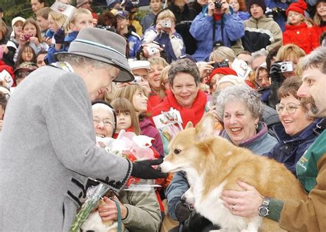 Filhote De Cachorros Da Rainha Elizabeth Custam R 10 Mil Em SC Veja