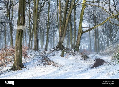 Early Morning Snow And Mist In A Cotswold Woodland In The Spring