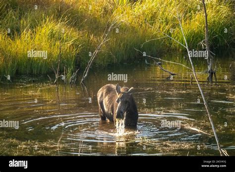 Grand Teton National Park Wyoming Usa Moose Eating In Pond Along