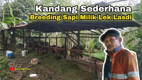 Kandang Sederhana Breeding Sapi Lek Lasdi Sukses Lurrr Breeding