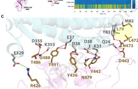 Crystal Structure Of SARS CoV RBD ACE2 Complex And Represented