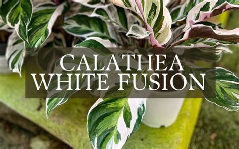 Calathea White Fusion Care And Grow The Ultimate Guide