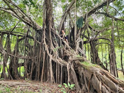 Ayahuasca Unveiling The Sacred Medicine And Transformative Lessons