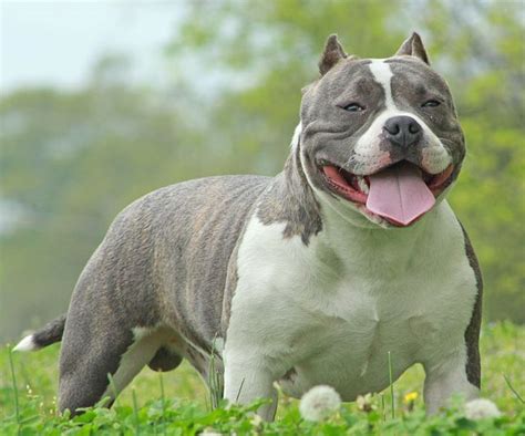 Raça American Bully XL pode ser proibida de circular no Reino Unido