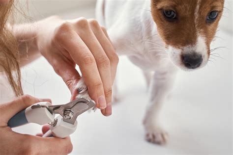 Debo Cortar Las Uñas De Mis Perros