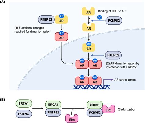 Model Of Androgen Receptor Ar And Estrogen Receptor Er