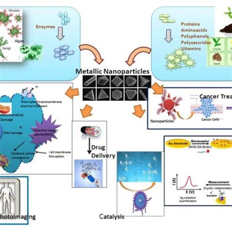 Pdf Green Synthesis Of Metallic Nanoparticles And Their Potential