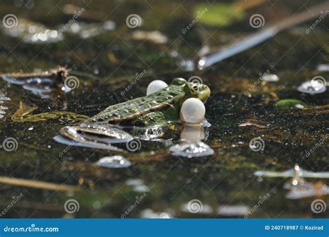 Green Frog Mating in the Wetlands. Spring and Reproduction of Amphibians Stock Image - Image of ...