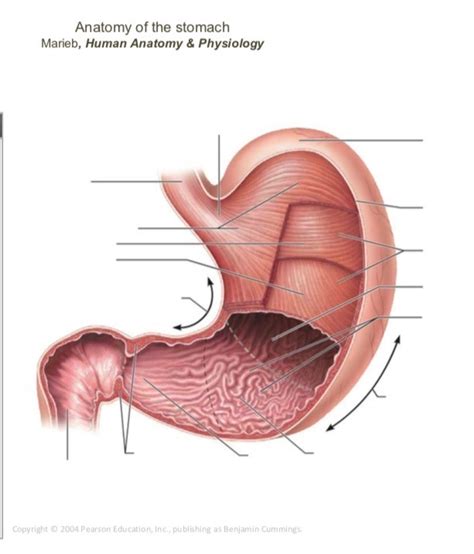 A P 2 Anatomy Of The Stomach Label Diagram Quizlet