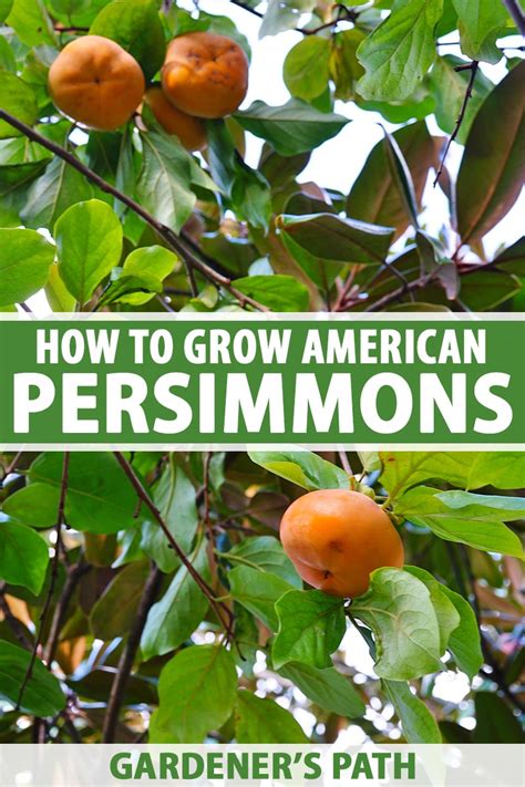 How to Grow American Persimmons | Gardener’s Path