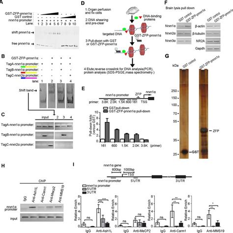 Knockdown Of Ash1L Reduced Neuronal Activity Induced Repression Of