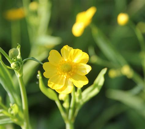 Ranunculus Flammula Lesser Spearwort Uk Grown Direct Delivery