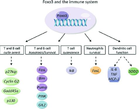 Roles Of Foxo3 Transcription Factors In The Immune System Foxo3