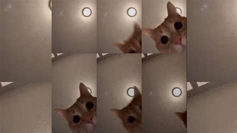 El gato de Tik Tok que arrasa en todo el mundo con un vídeo de solo 12