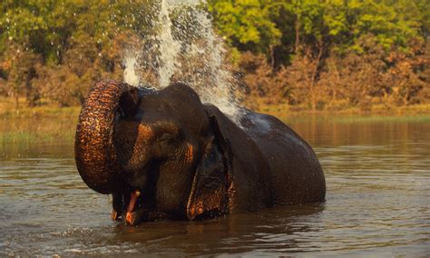 Indian Elephant | Species | WWF