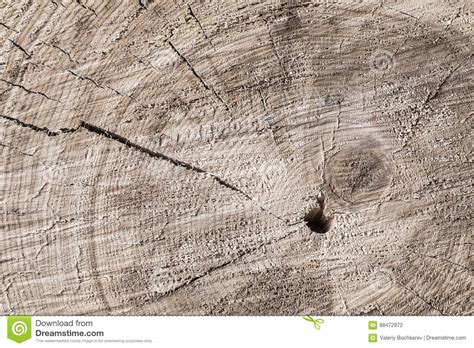 Old Tree Stump Texture Background Stock Photo Image Of Textured