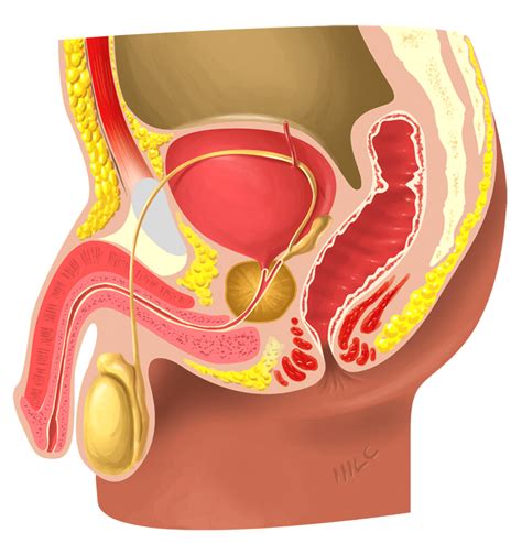 Reproductive System Unlabeled Diagram