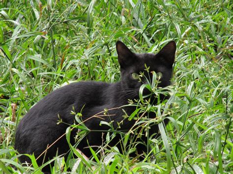 Gambar Rumput Hewan Margasatwa Binatang Menyusui Kucing Hitam