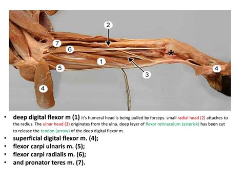 Ppt Canine Anatomy Powerpoint Presentation Free Download Id2176690