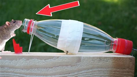 How To Make A Diy Mouse Trap