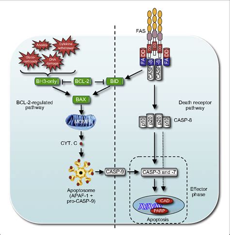 Figure 3 from The many roles of FAS receptor signaling in the immune ...