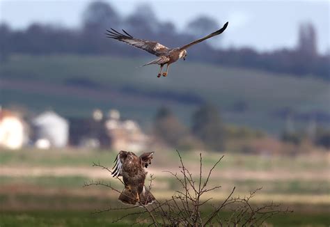 Buzzard And Marsh Harrier Marsh Harrier Attacking Buzzard Wh Flickr