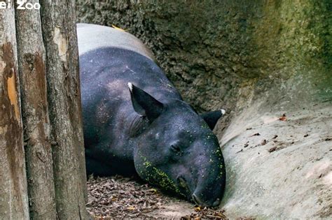 熱死？北市動物園馬來貘病亡 傳死因疑爲熱衰竭 上報 焦點