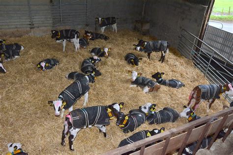 Injection Of Norwegian Red Genetics Pays Off Dairy Global