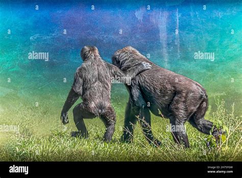 Two gorillas walking hi-res stock photography and images - Alamy