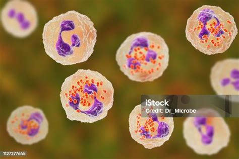 식 세포 내부의 박테리아 Neisseria Gonorrhoeae 포식세포에 대한 스톡 사진 및 기타 이미지 포식세포 과립구