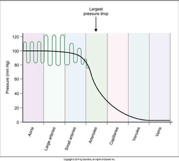 Lecture Overview Of Cardiovascular System And Fundamentals Of