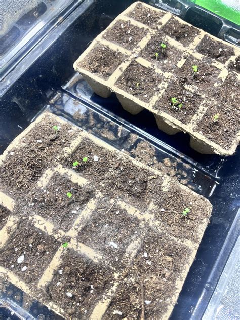 First Time Germinating Different Type Of Flowers Vege And Herbs This