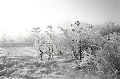 Arbustos Cubiertos De Nieve En El Campo Foto Premium