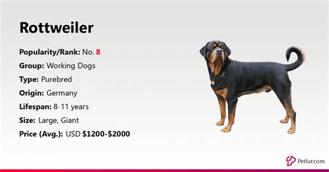 Rottweiler Dog Breed Info Size Price Height Petlur