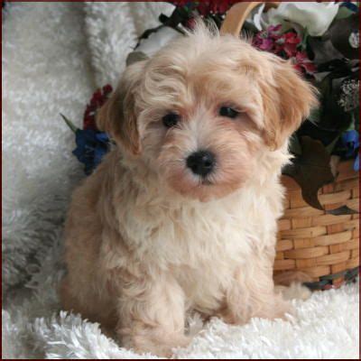 Maltipoo Puppies for Sale| Dog Breeders|Mixed Breed Dogs | Maltipoo ...