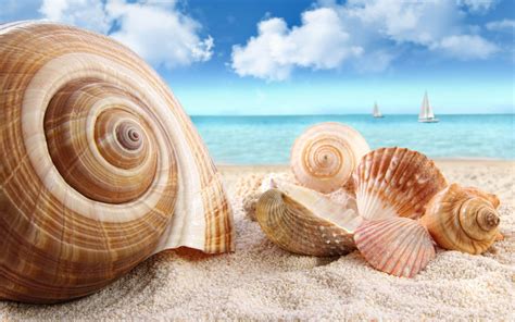 Sea Shells Wallpapers Wallpaper Cave