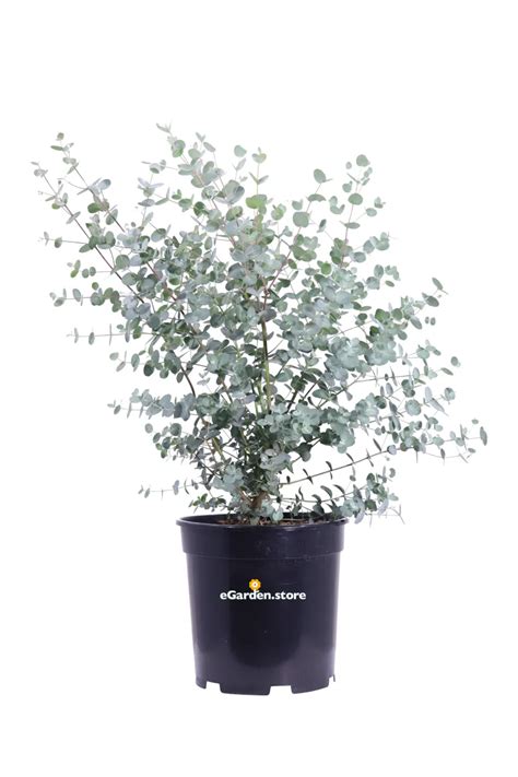 Eucalipto Eucalyptus Gunnii Vivaio Online EGarden