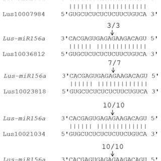 Mapping Target Mrna Cleavage Sites By Rlm Race The Arrows Indicate