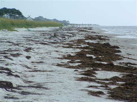 88 best Alligator Point Beach _ Bald Point State Park Florida images on ...