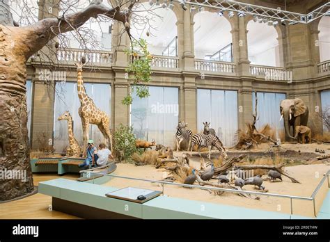 The Zoological Research Museum Alexander Koenig, permanent exhibition ...