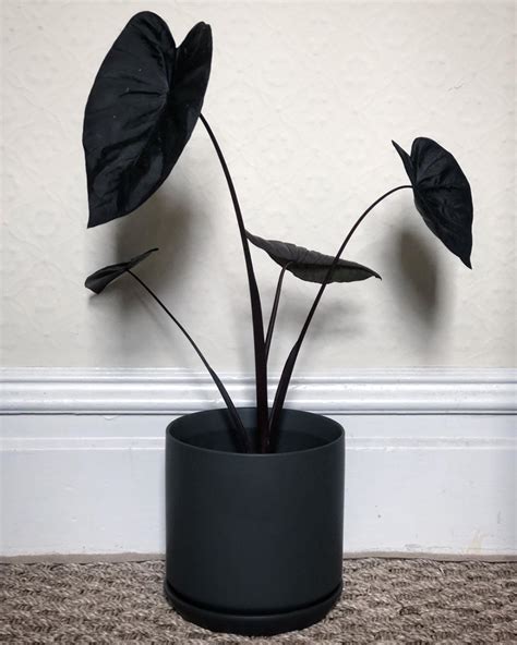 Black Indoor Plants - Garden Plantation