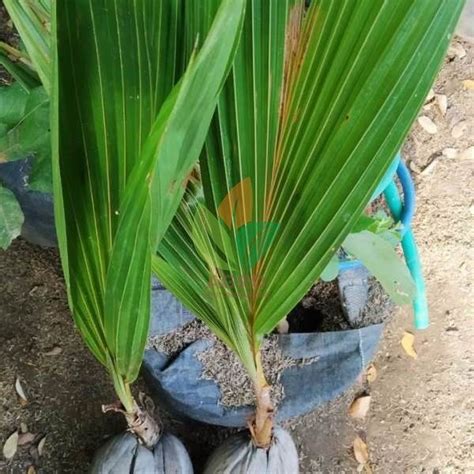 Jual Bibit Kelapa Dalam Siap Tanam Agro Bibit Id